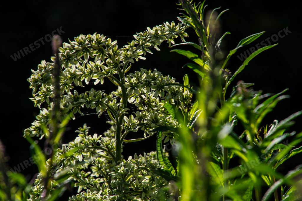 A beautiful view of the green plant on a sunny day