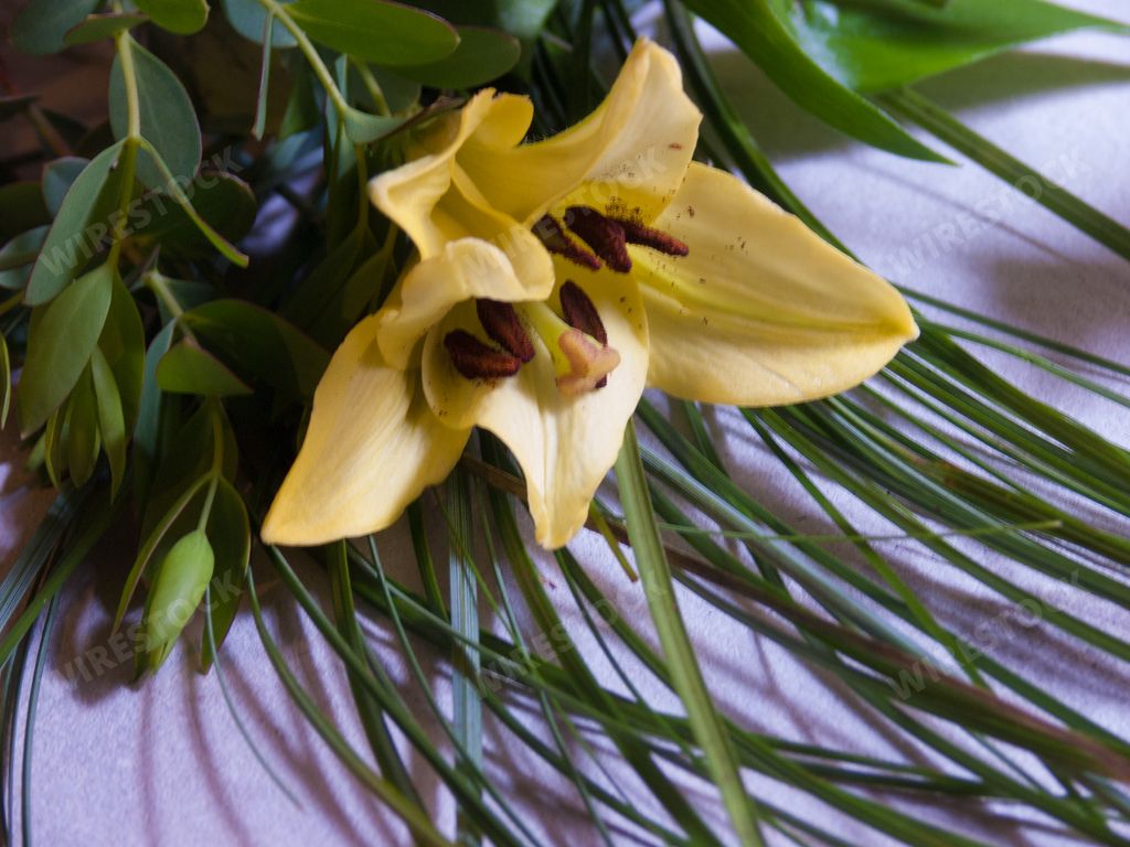 A closeup of yellow lily flower with green grass on the table