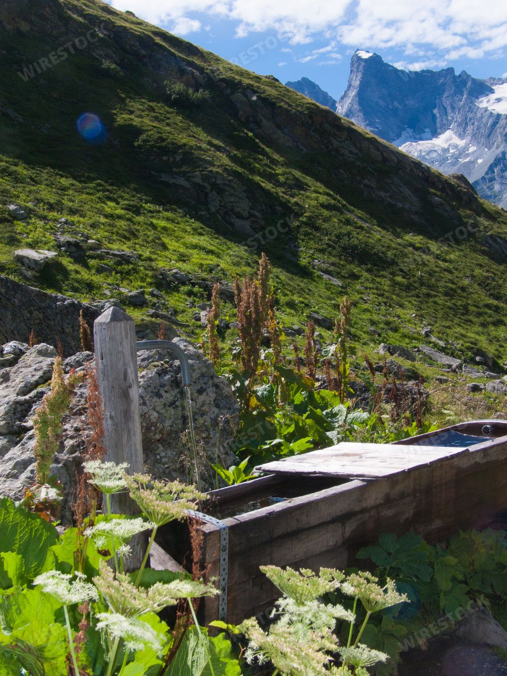 A vertical closeup of wildflowers against the background of the mountains range. Savoie, France.