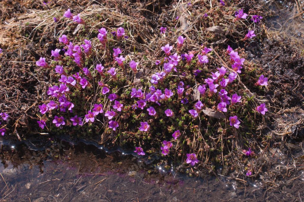 A beautiful shot of saxifraga flowers in Italy