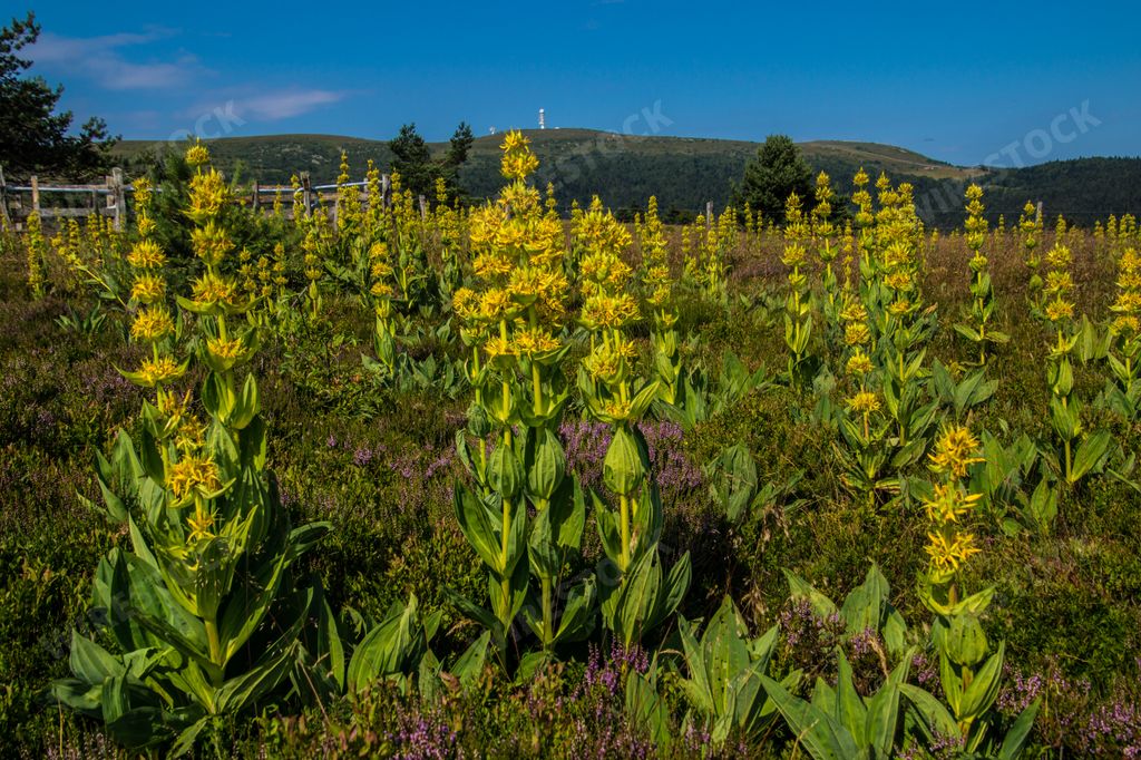 A flower field near the Pierre-sur-Haute military radio station