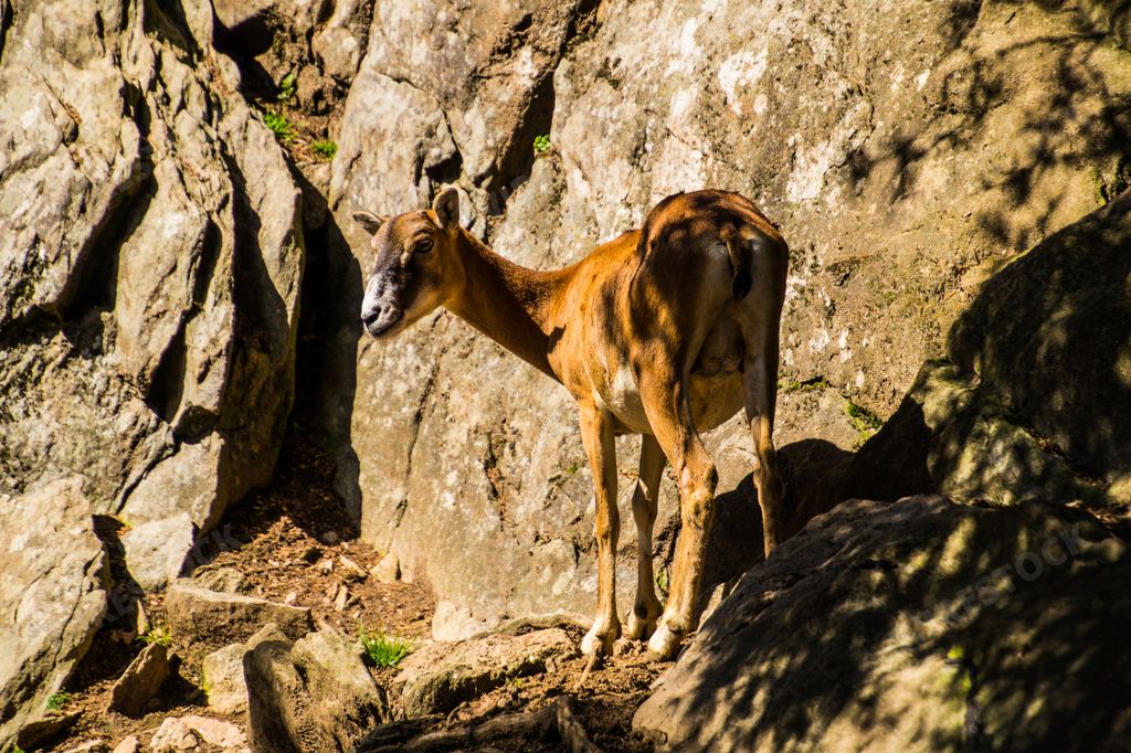A selective of chamois (Rupicapra rupicapra) in a forest