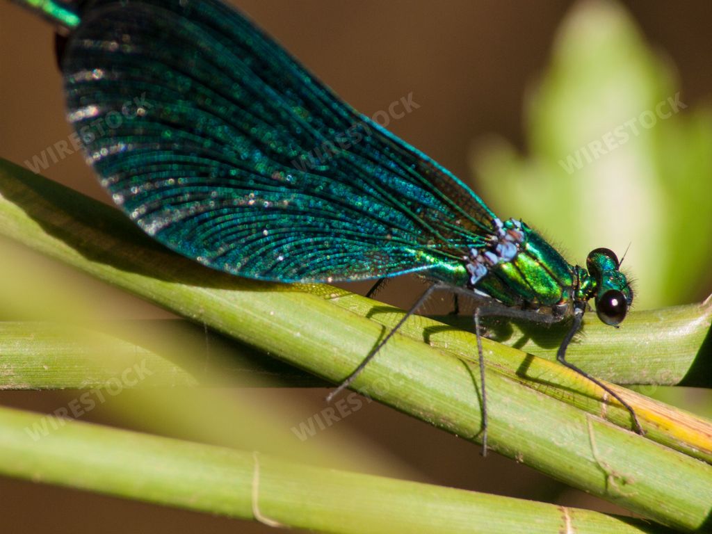 a closeup of beautiful demoiselle on a leaf, Calopteryx splendens