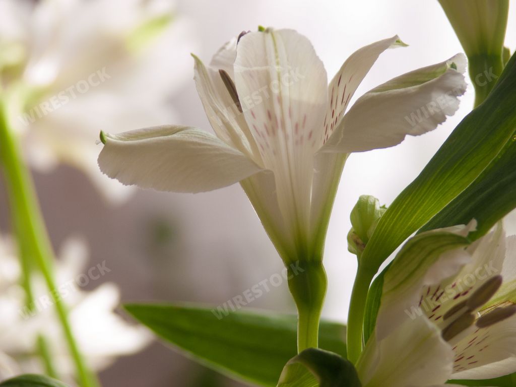A closeup shot of a blooming white lily flower in a bouquet