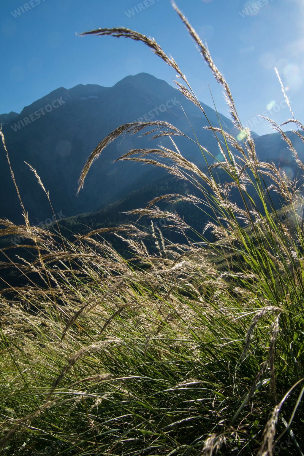 A vertical of sunlight beaming through green plants in Isere, France