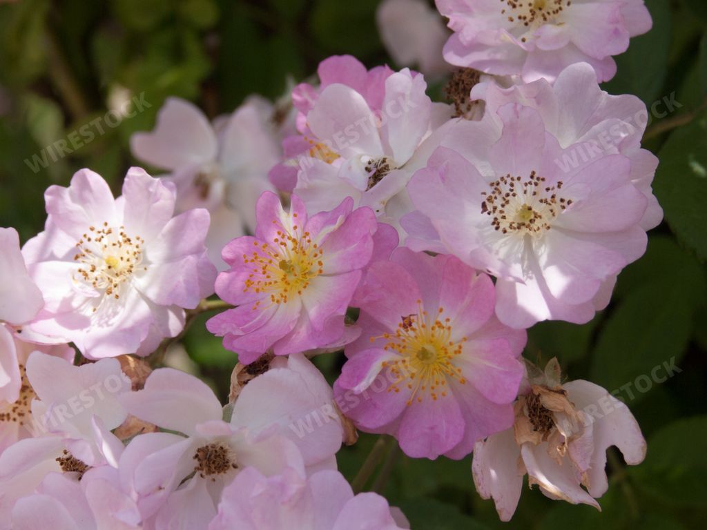 A close-up shot of musk rose flowers growing in the garden.