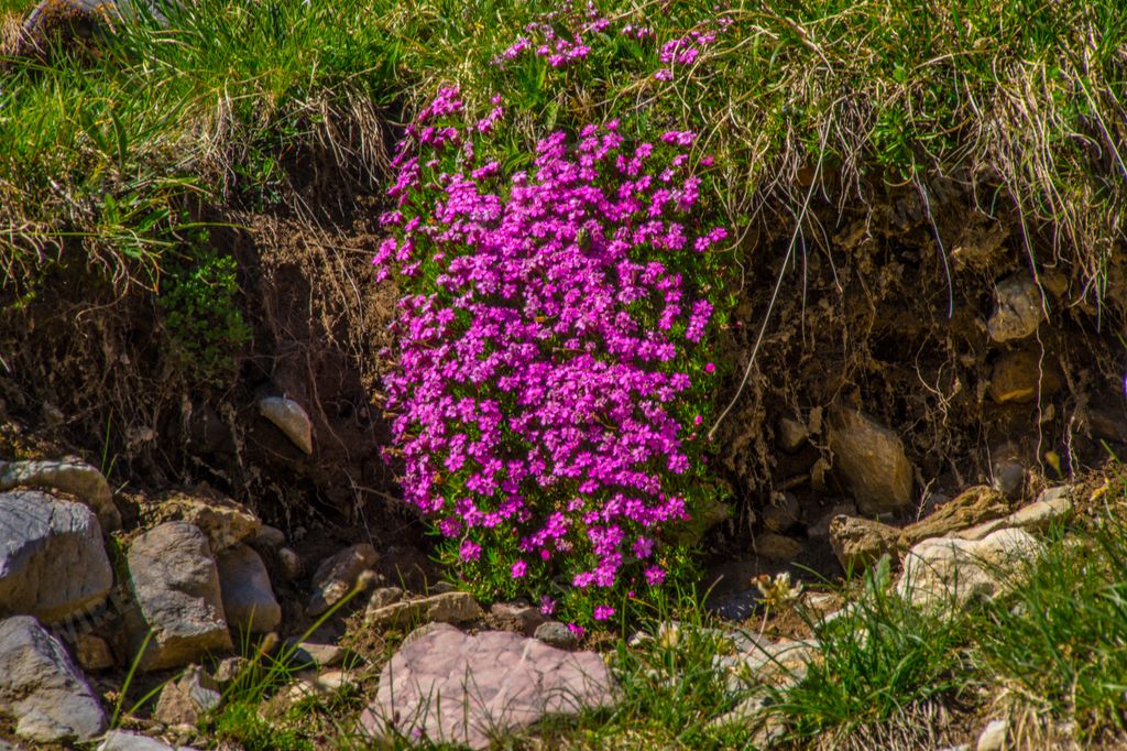 A beautiful view of dianthus alpine pink flowers with green plants on a sunny day
