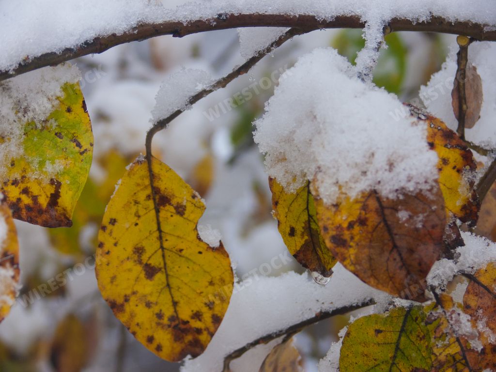 A closeup of the autumn leaves covered with snow.