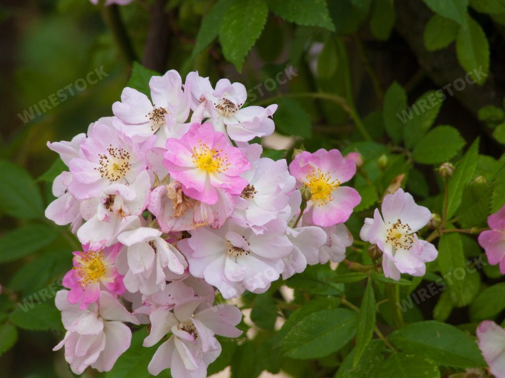 A close-up shot of musk rose flowers growing in the garden.