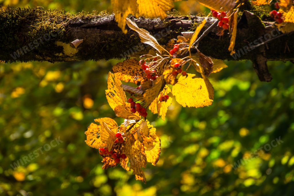 A beautiful view of cute Broadleaf cockspur thorn tree's branch in the garden