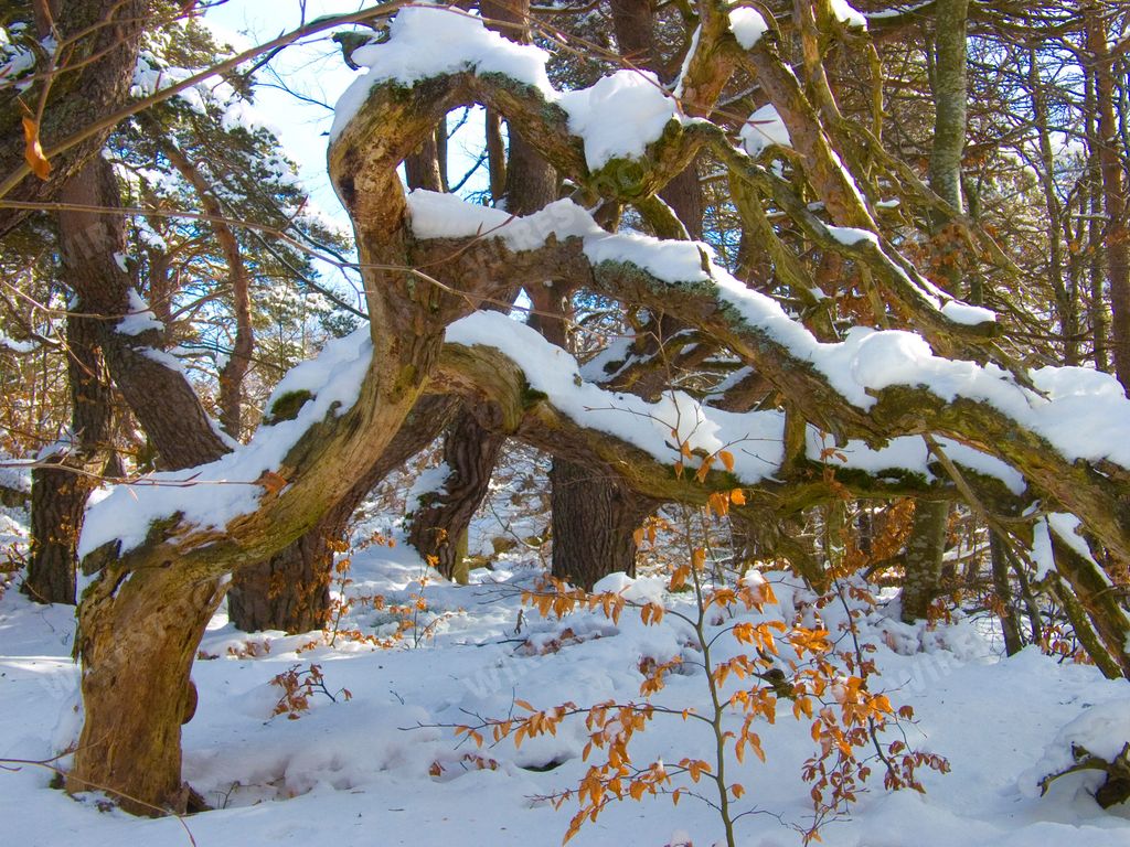 A closeup of a snowy tree branch in a forest in Saint-Bonnet-le-Courreau, Loire, France