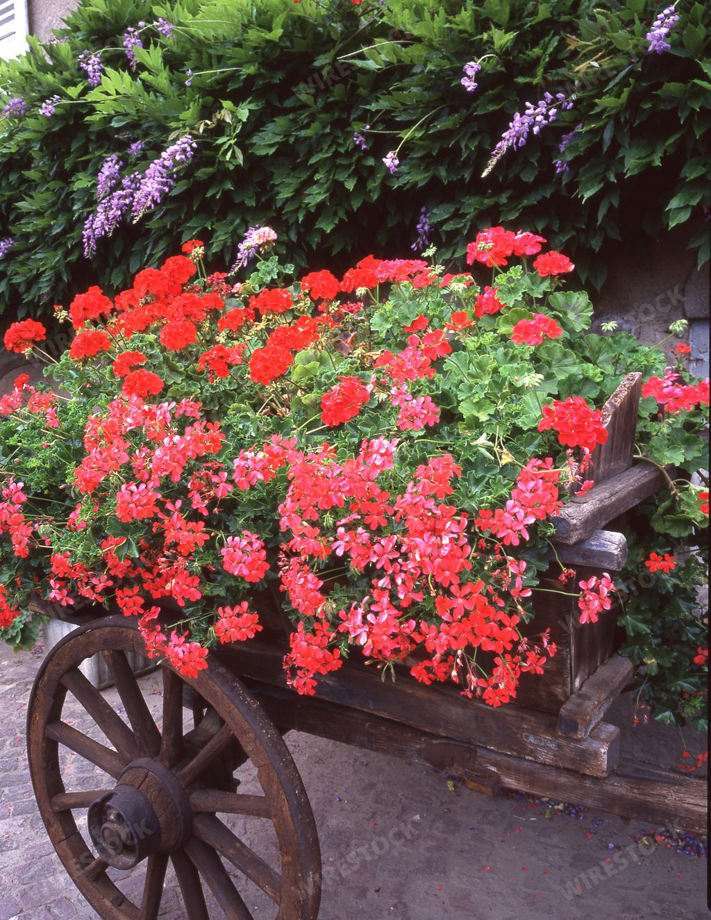 A beautiful old bullock cart filled with red flowers in the daylight