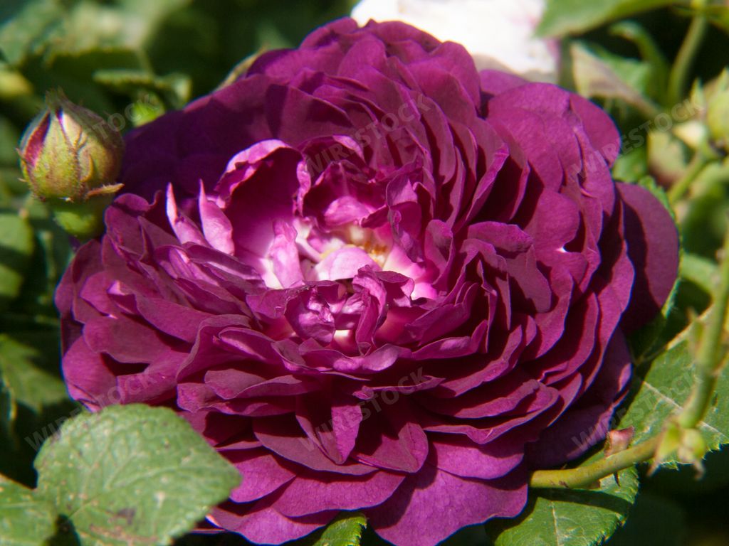 A close-up shot of a rose flower bud growing in the garden.