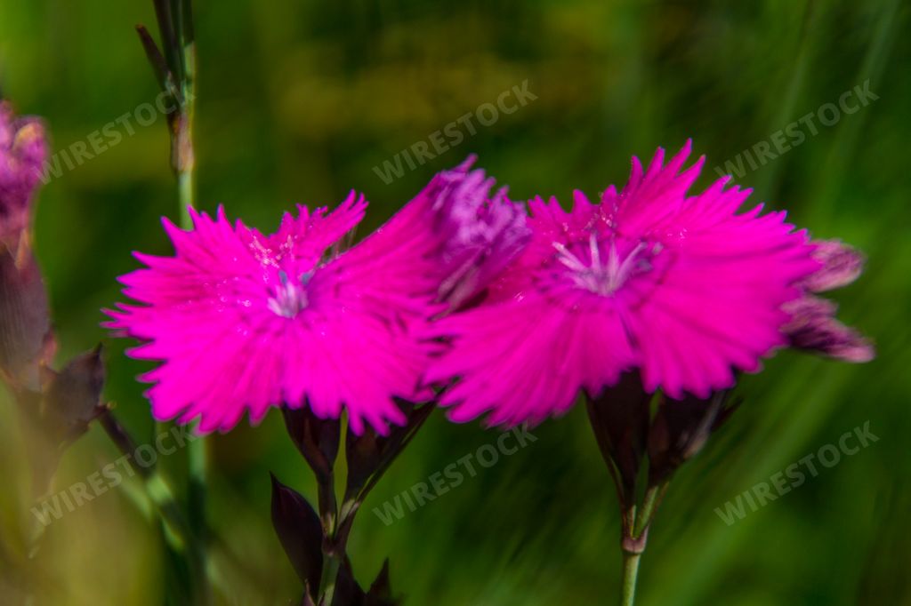 A closeup shot of pink dianthus flowers in a meadow