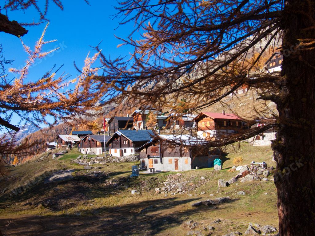 a photo of forest tree with small houses behind