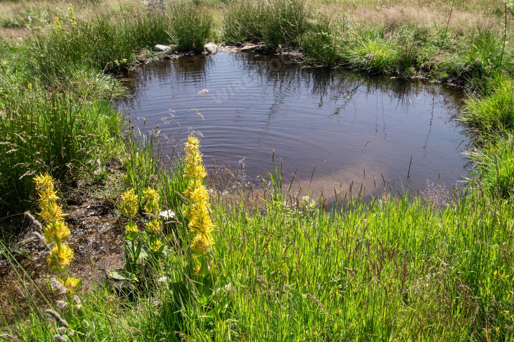 A tranquil landscape of a pond in a meadow of wildflowers in Loire, France