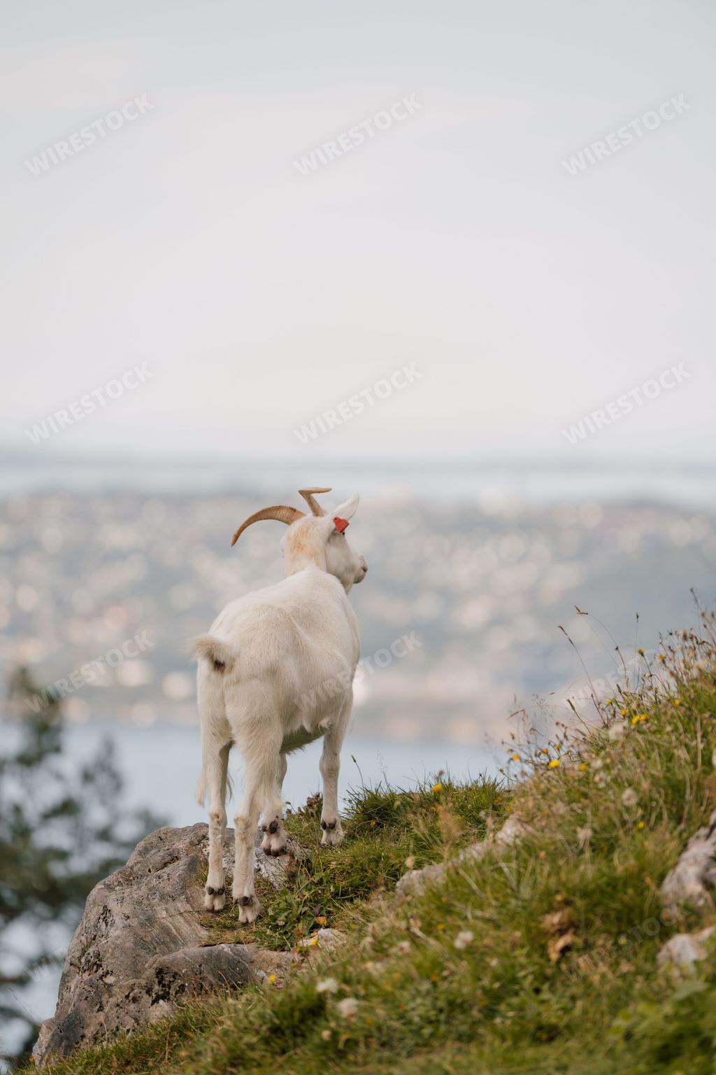A closeup shot of a white goat from behind at the edge of a high cliff