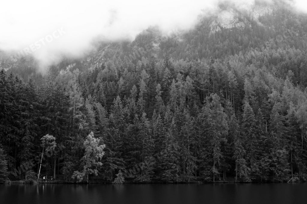 A grayscale shot of a forest near the lake under a cloudy sky