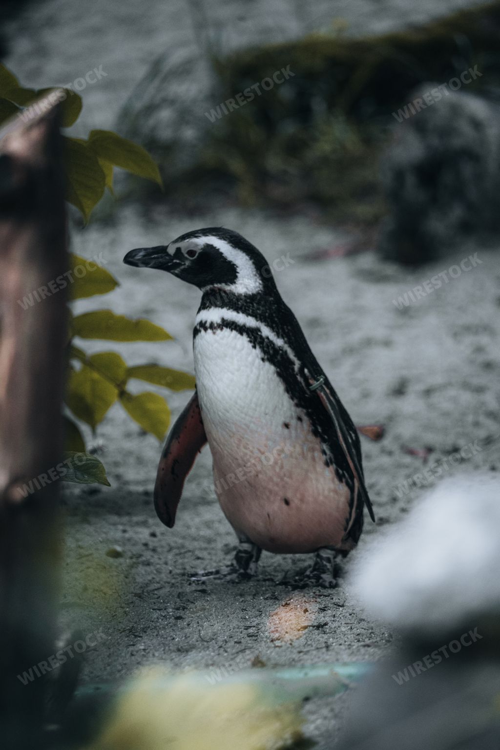 A vertical shot of a Jackass penguin in the zoo