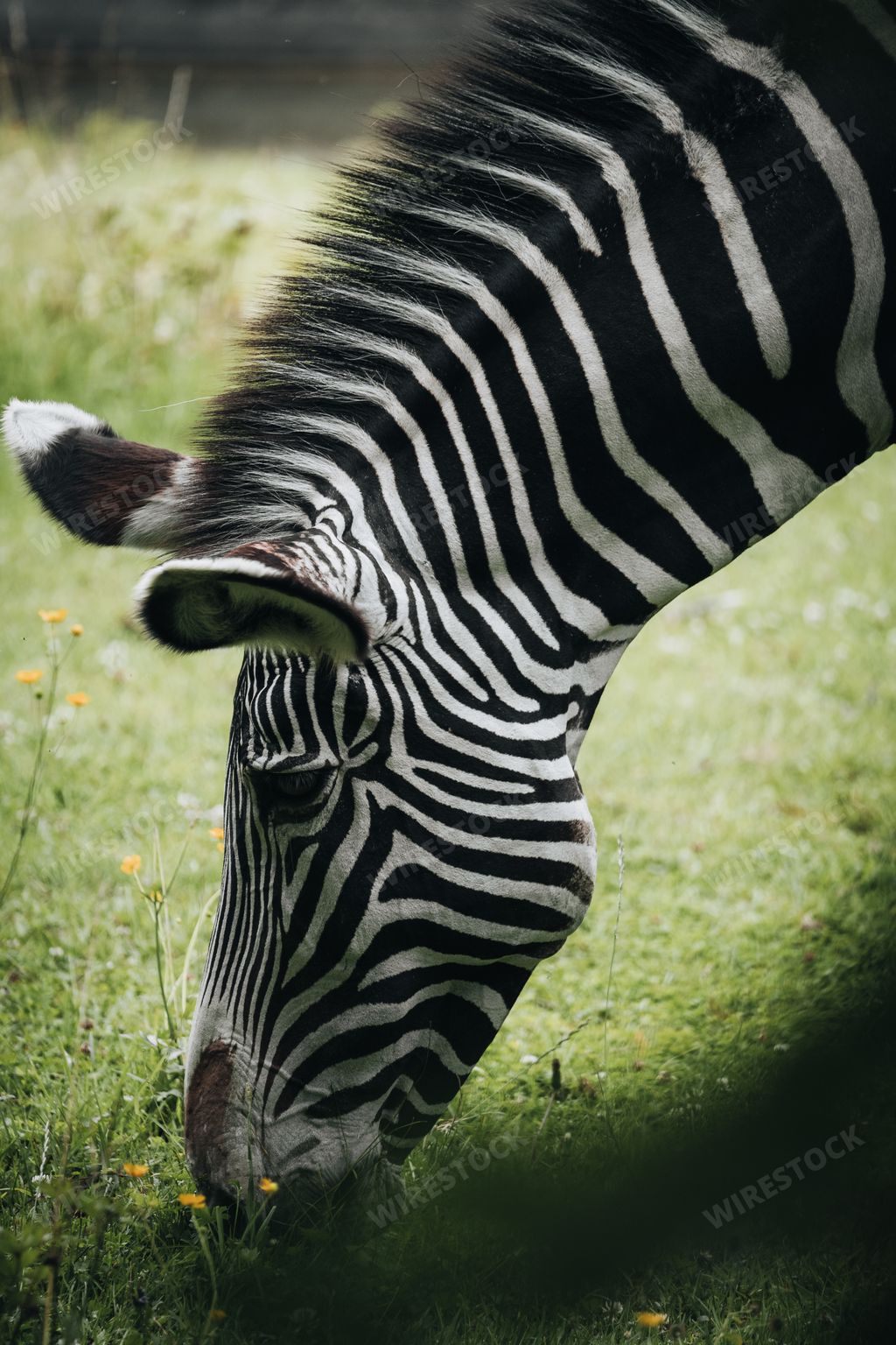 A closeup shot of a beautiful zebra eating grass in the wild