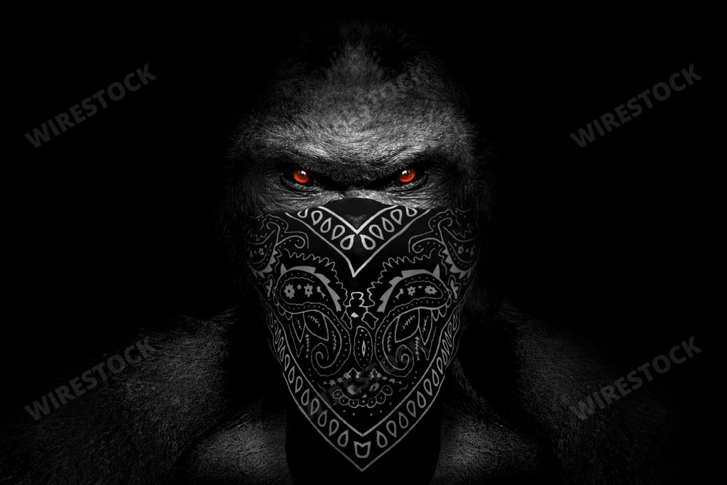 A grayscale portrait of a gorilla looking angrily and bandana covering its mouth