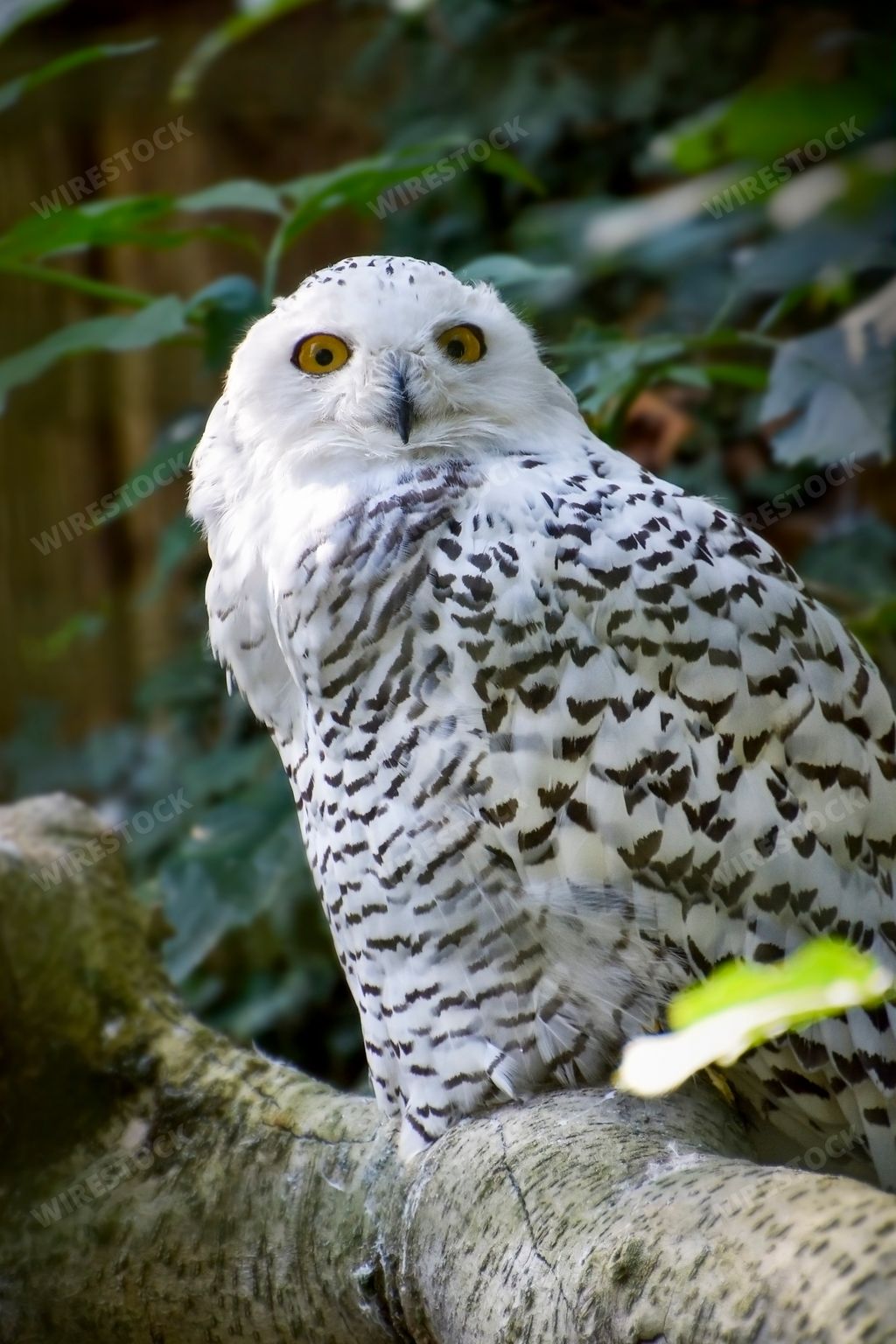 A vertical closeup shot of a snowy owl perched on a tree branch