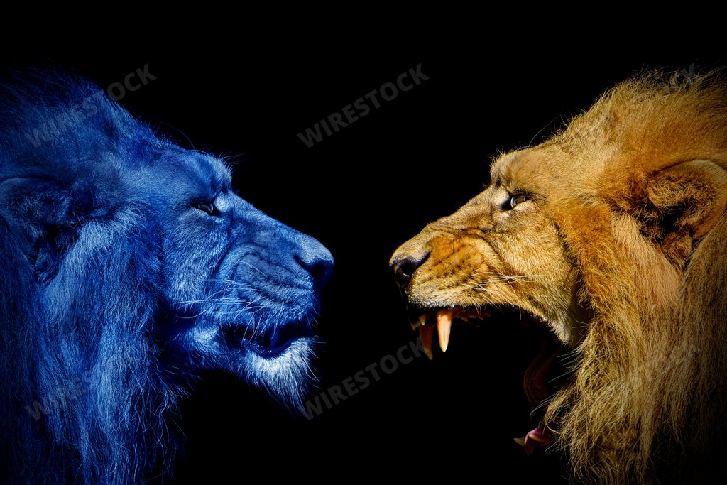A golden lion roaring at the blue calm one on a black background