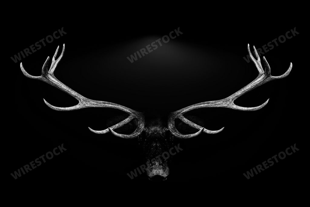A closeup of deer antlers isolated on a black background
