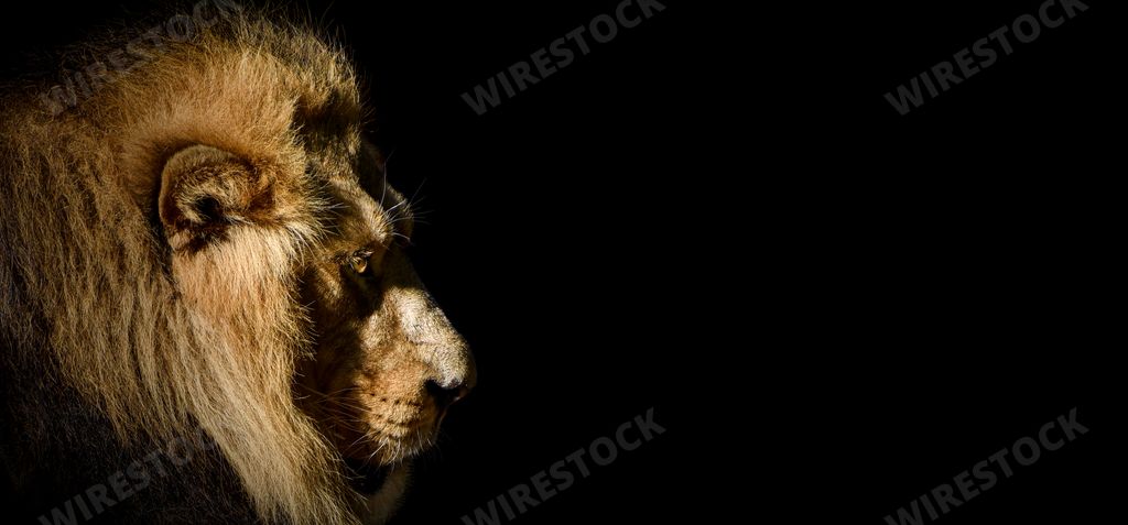 A closeup of a lion with a black background