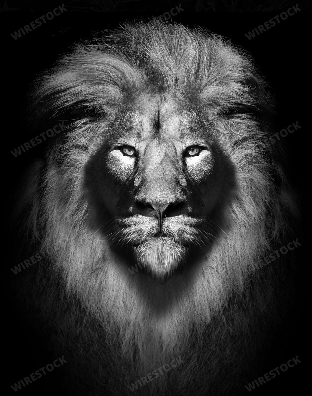A vertical 2D illustration of a fierce lion's face on a blurry black background
