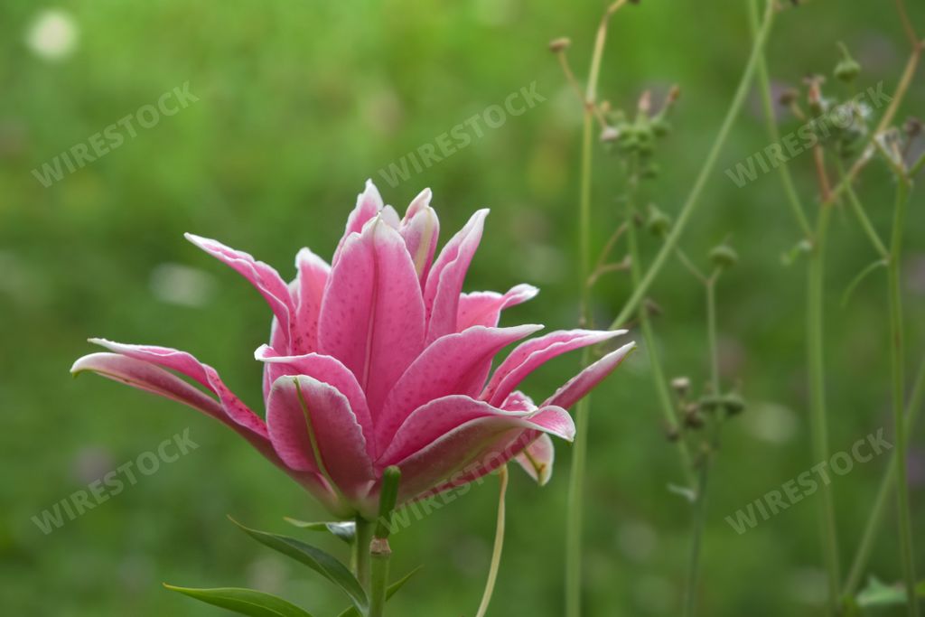 A closeup shot of a beautiful pink Lily flower growing in the garden
