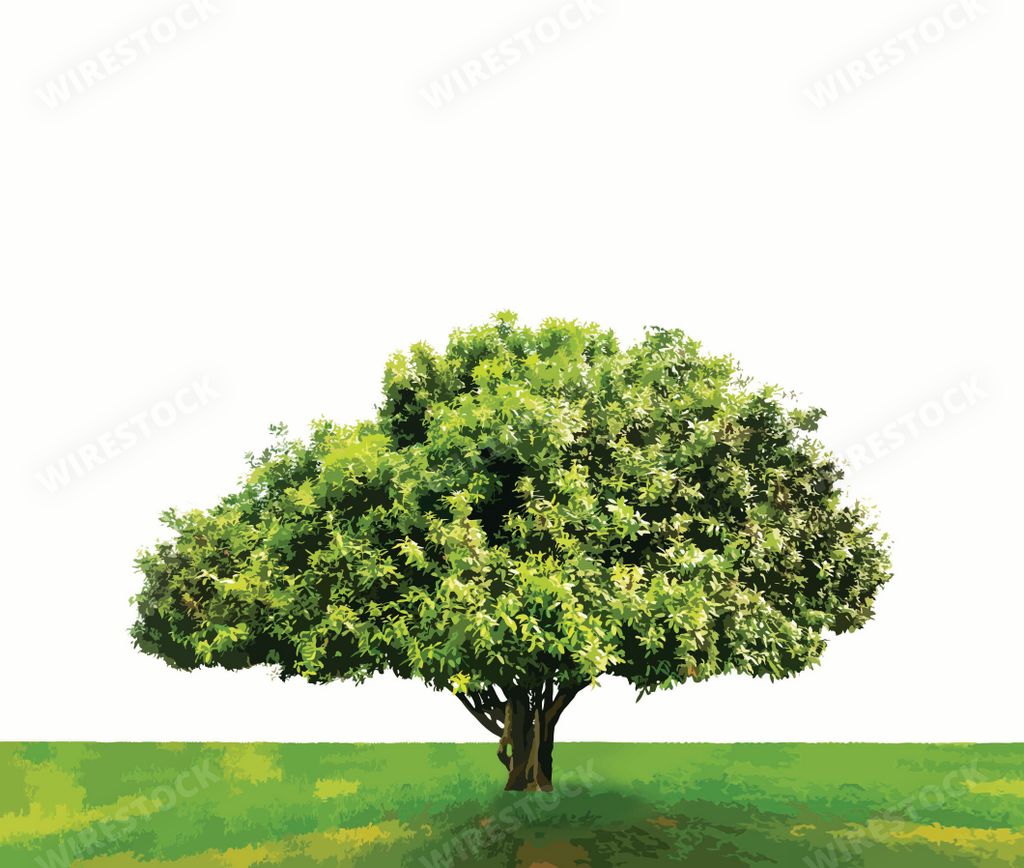 An illustration of an isolated mango tree (Mangifera indica
) in a green field with white background