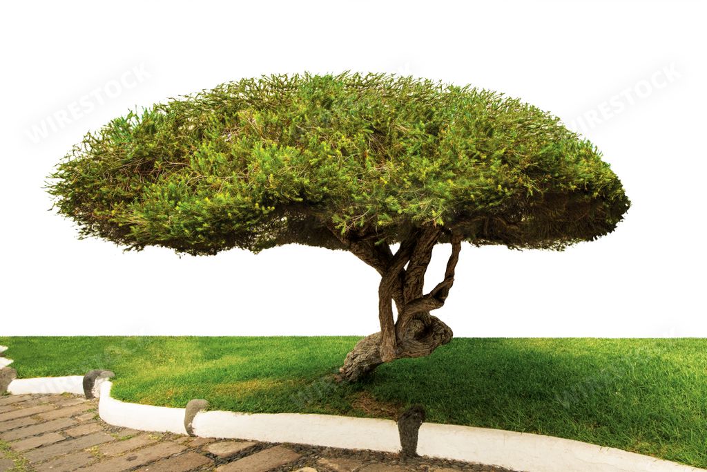 A green tree in the garden isolated on white background. Pinus pinea, umbrella pine.