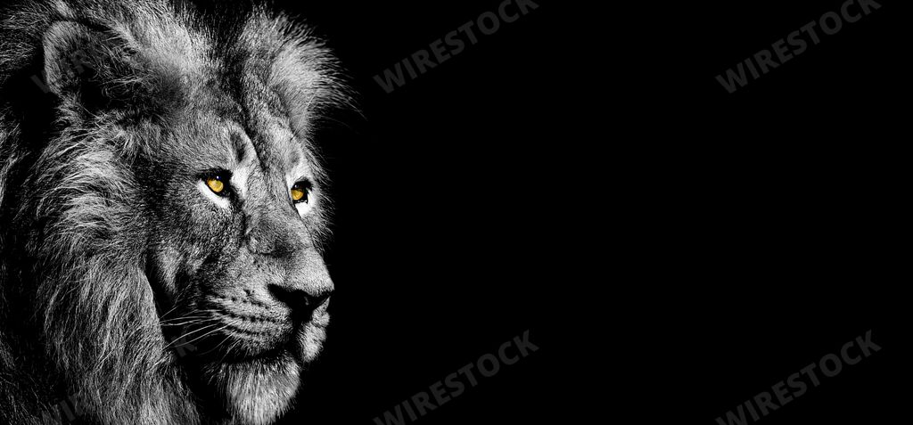 A grayscale of a lion with a black background