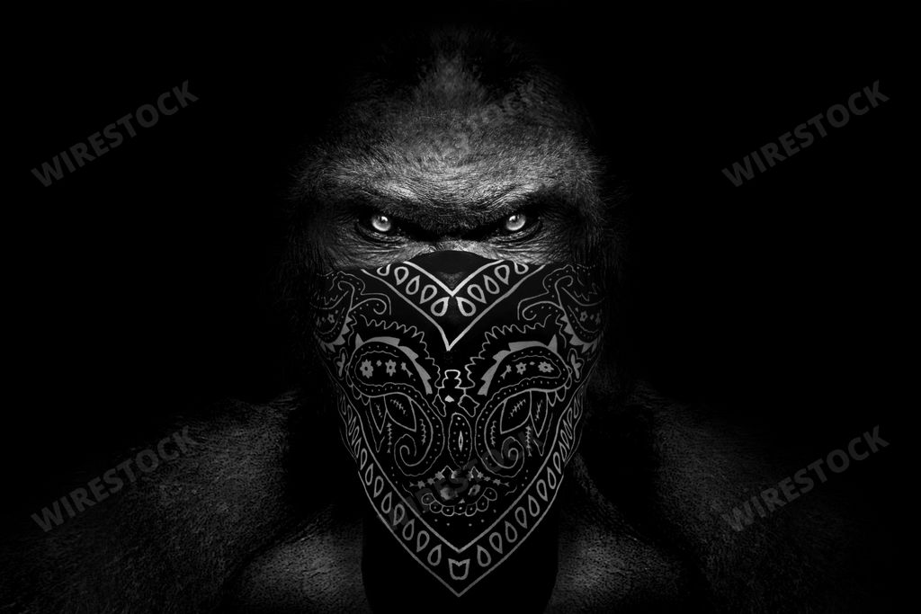 A grayscale portrait of a gorilla looking angrily and bandana covering its mouth