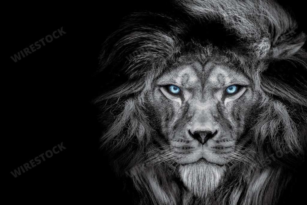 A 2D grayscale illustration of a fierce lion with glowing blue eyes on a black background