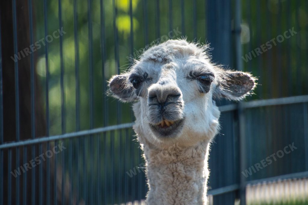 A closeup of a Llama near a metal fence