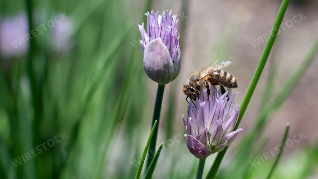 A macro shot of a bee on purple chive blossoms against a blurred background