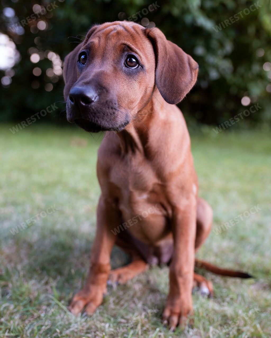A vertical shot of an adorable rhodesian ridgeback puppy
