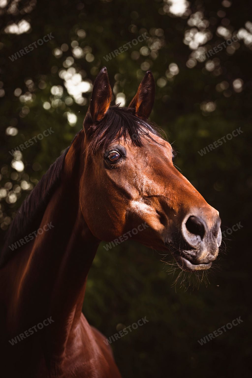 A beautiful closeup of a horse face in the field