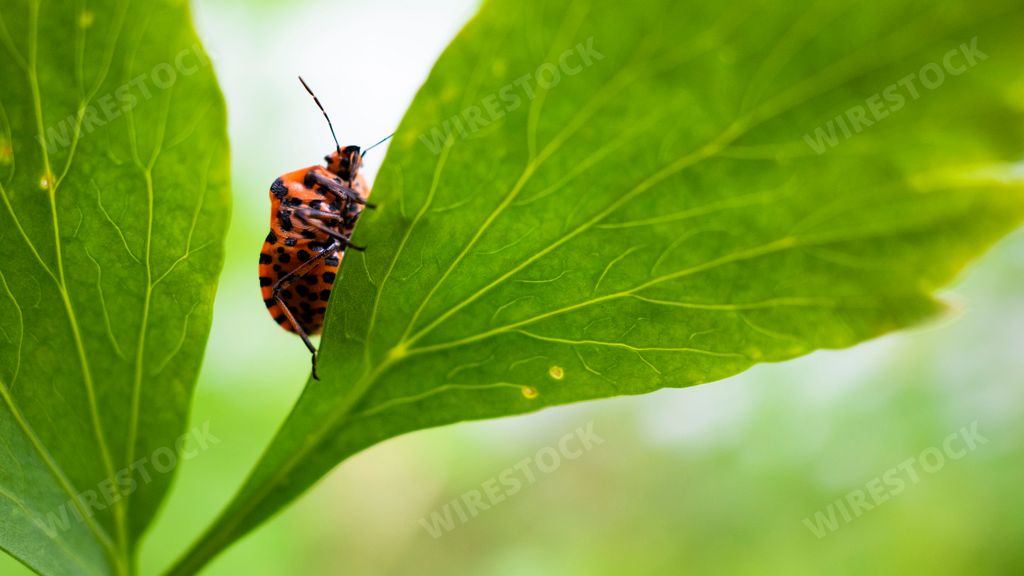 A cute red and black bug climbing a vibrant green leaf with bright sunlight shining from behind