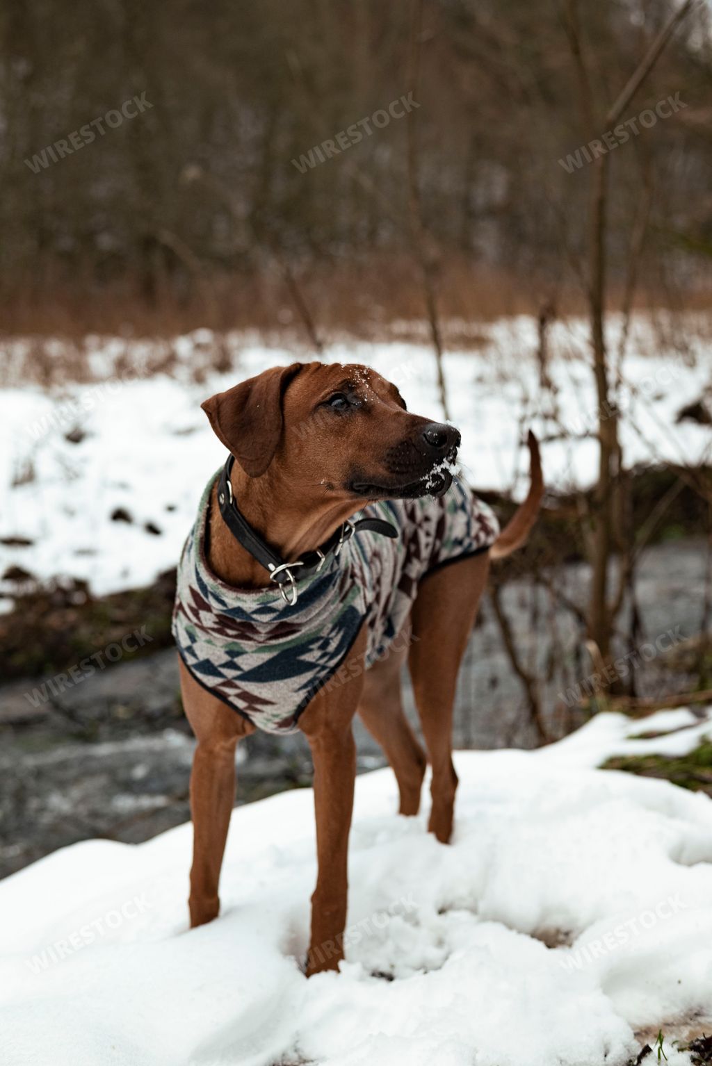 A vertical shot of a Rhodesian Ridgeback wearing a coat and a leash in a forest covered in the snow