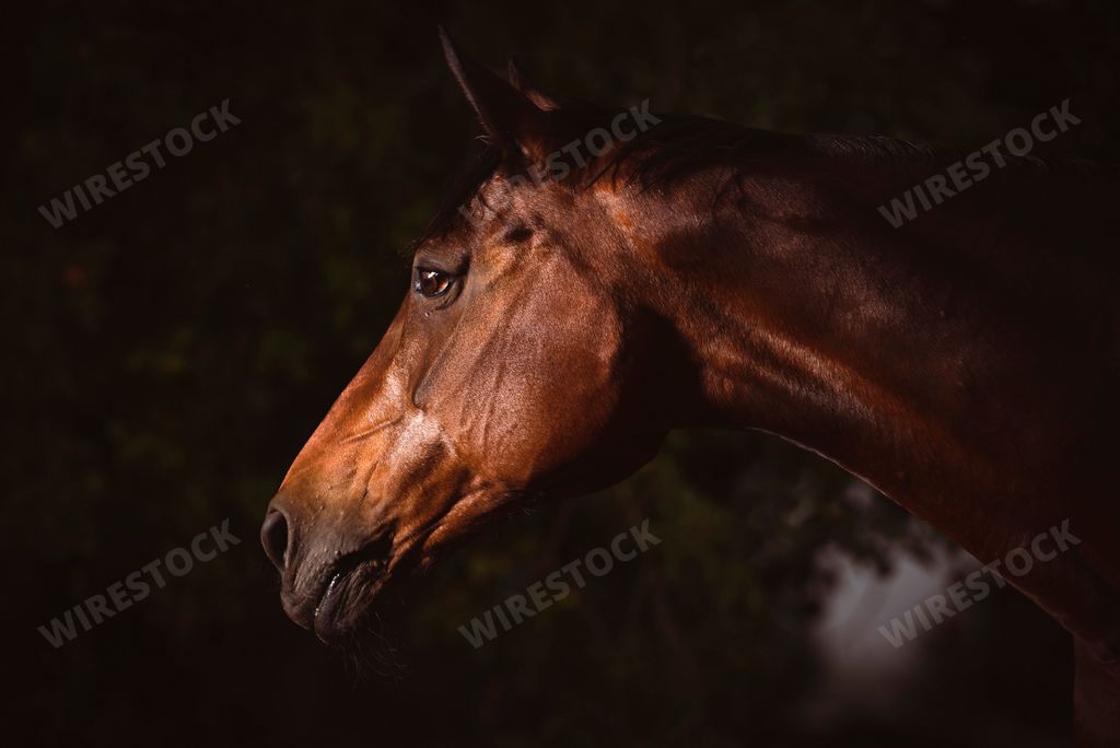 A beautiful closeup of a horse face in the field