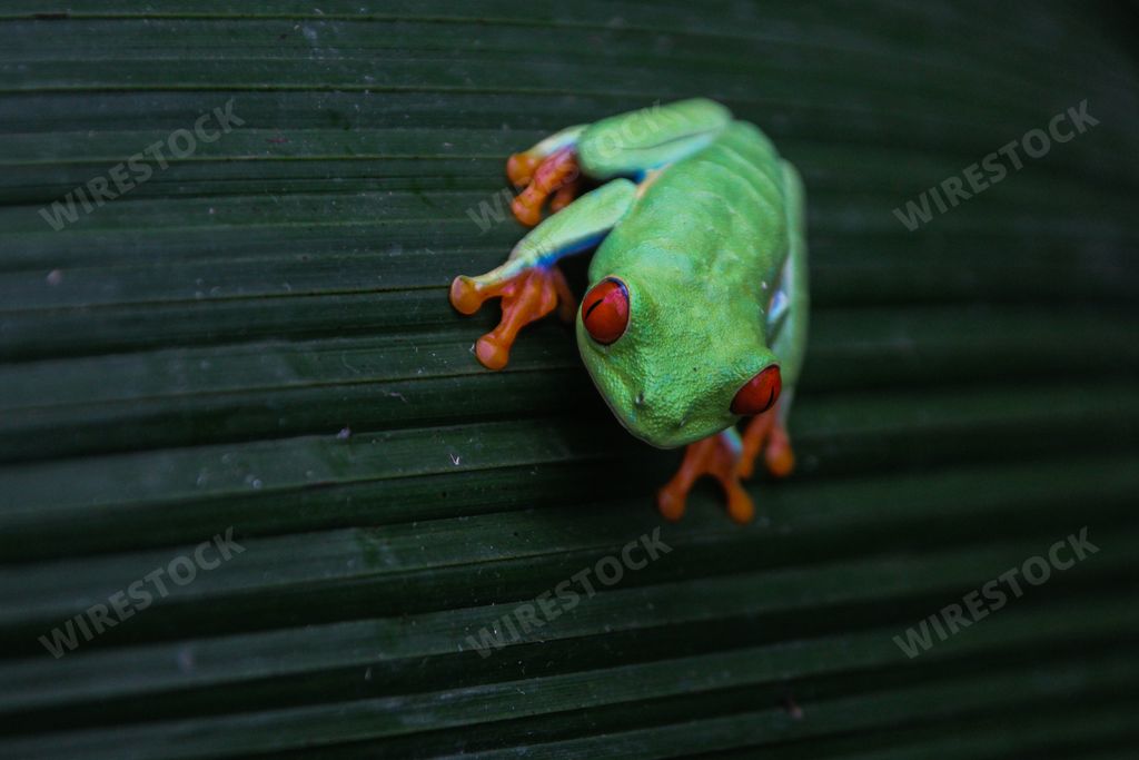A closeup of a red-eyed tree frog (Agalychnis callidryas) on a green leaf