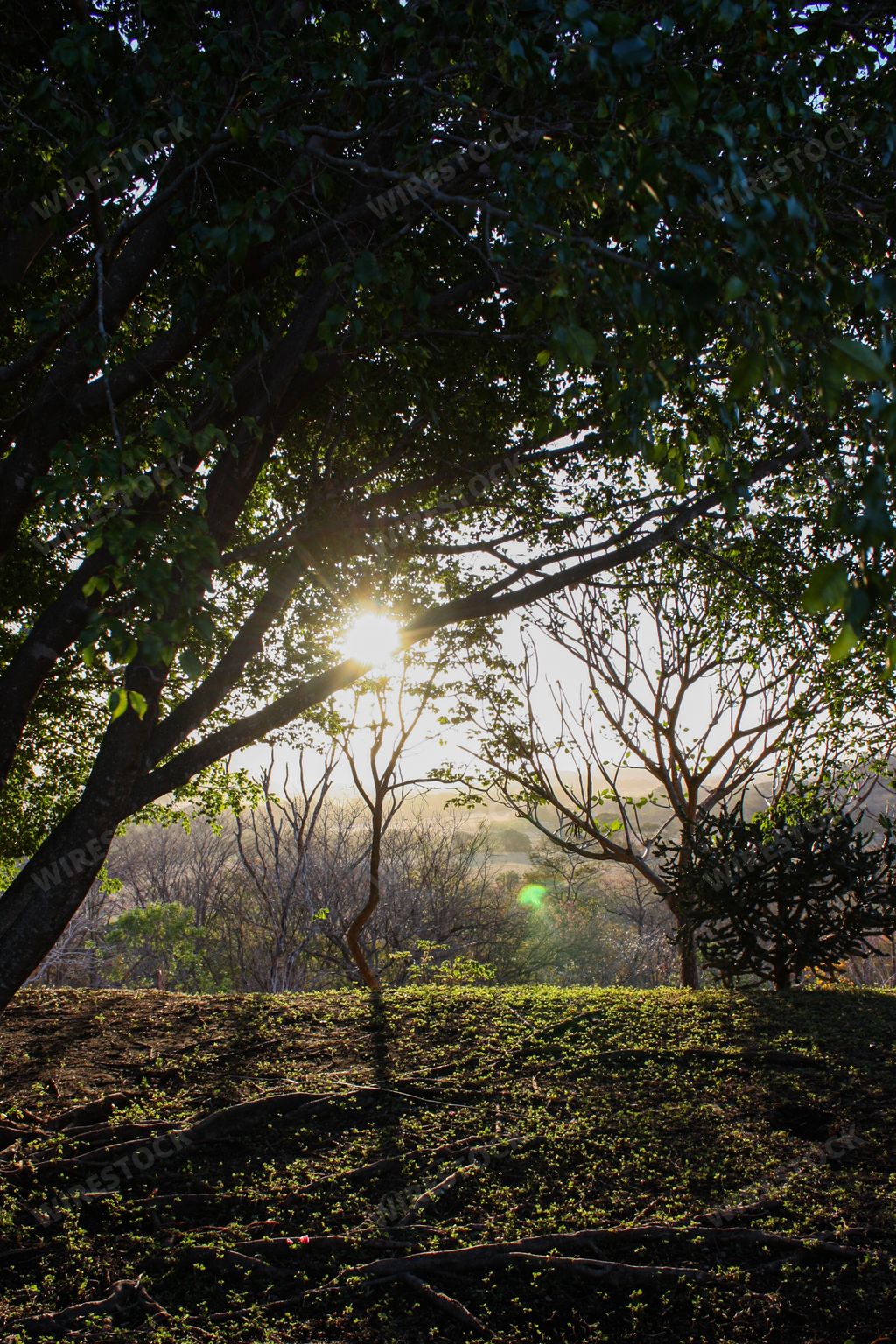 A vertical shot of sunlight beaming through the green branches of trees