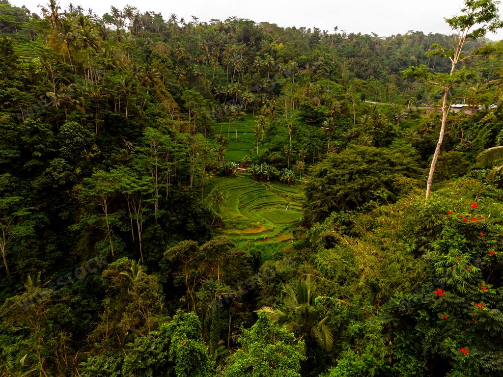 An aerial of an arable land full of tropical trees and stairs rice plantation, Bali, Indonesia