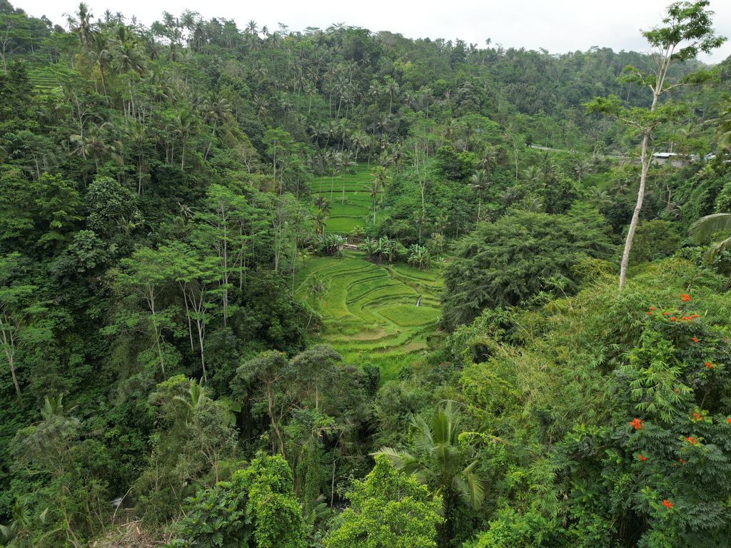 An aerial of an arable land full of tropical trees and stairs rice plantation, Bali, Indonesia