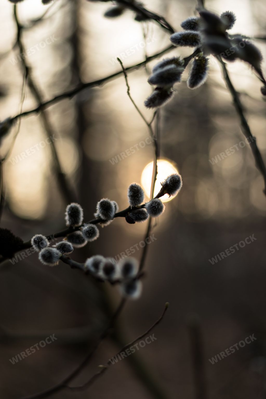 A selective focus shot of pussy willow branches