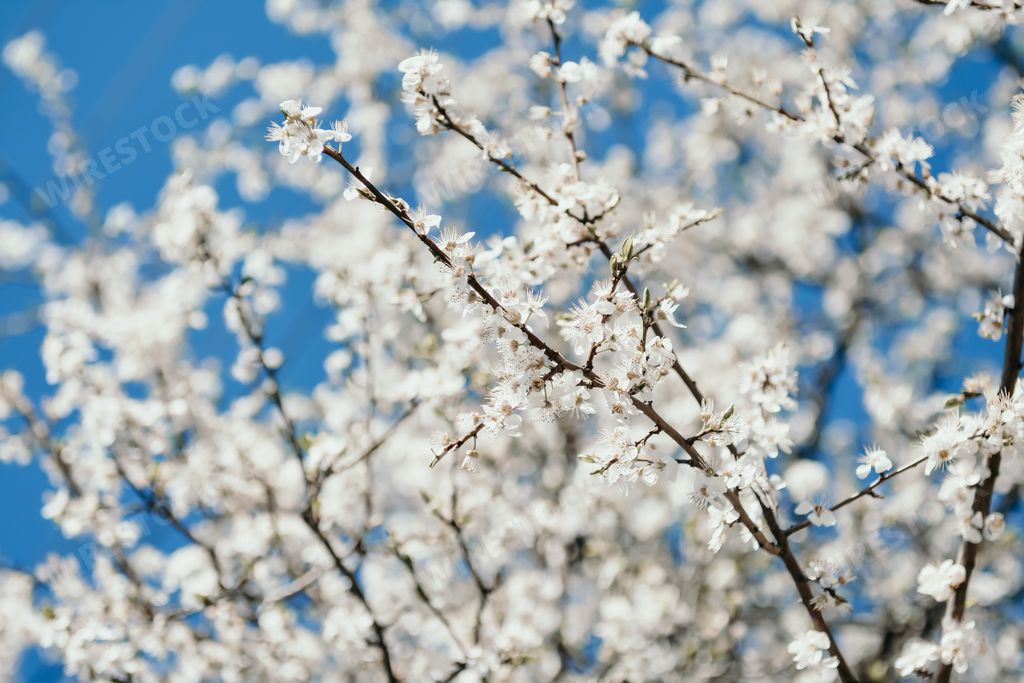 A closeup shot of white cherry blossoms