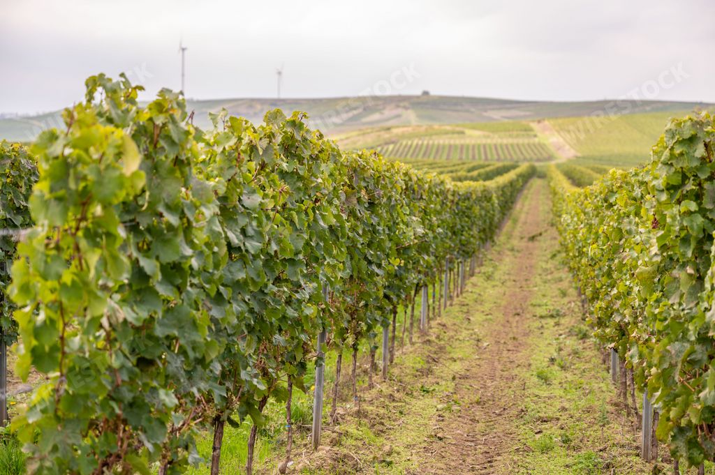 A beautiful shot of a vineyard on a sunny day in Mainz, Germany.